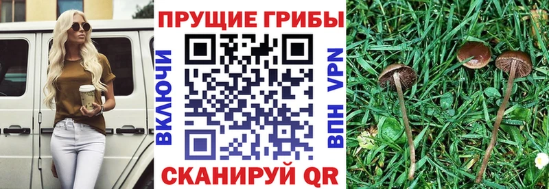 Псилоцибиновые грибы прущие грибы  Руза 